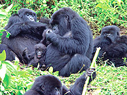 Gorrilla tracking is one of the rare tourism menus offered by Rwanda. (File photo)