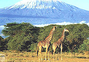 Kilimanjaro national park, Mountains of the Mooon ice is melting at fast rate due to climatic changes.