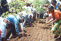  Vision 2020 in the making: Peasants involved in afforestation /reforestation. (File photo).