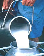 Processed milk being filtered in cans. (File Photo).