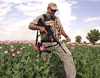 An American soldier walking in a opium poppy field in Afghanistan.