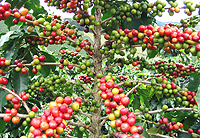 Eastern and African Fine Coffees Association (EAFCA) striving to make it a win-win situation for the coffee grower and businessman.