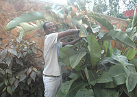 Green Money--Frank Ngoga tending to plants.