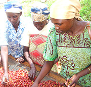 Women in coffee picking.