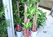 Draceana trees ready for export. (File Photo).
