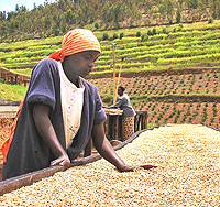 A Rwandan woman at one of the 120 coffee washing stations in the country.