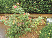 Wild flowers now common in homes.