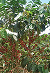 A COFFEE PLANT: With the WB financial support, Rwandau2019s leading cash crop may fetch more revenue.