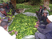 tea growers making tubes for planting. (Photo/ B. Mukombozi) 