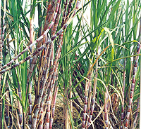 Sugarcane shortage has caused a reduction in sugar processing. (File Photo).