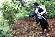 Juliette diligently sprays pesticides to her crop to rid it of pests thus ensuring a healthy yeild