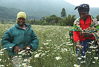 Women in Pyrethrum garden