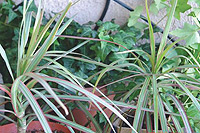 Draceana trees ready for export. (File Photo).