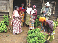 Prices of Matooke on the rise.