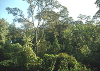 Nyungwe forest.