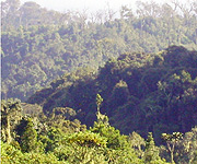 Drying trees can be seen in what used to be an impenetrable forest.