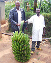 Callixte Rwanamiza (in black jacket) shows off an extra-ordinary bunch of bananas harvested from a farm fertilized with cow-dung.