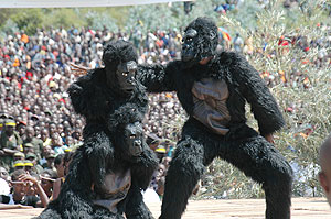 DUMMIES: Actors dressed in gorilla costumes performing at last yearu2019s Kwita Izina