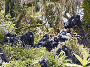 A troop of Mountain Gorillas in the Great Virunga Massif (Courtesy photo)