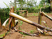 Banana plants cut down (File Photo)