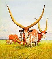 Considered Rwandan cattle