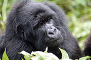 A female GORILLA: Trekking to see her family generates the highest revenue in Rwandau2019s National Park tourism.