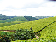 Gisovu tea plantaion: Tea farm gate prices have been kept stable.