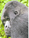 Guhonda, a 38-year-old silverback, is the largest known among the preserveu2019s endangered mountain gorillas. (Photos by JACK SOPER/Special Contributor)