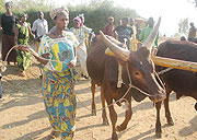 Euginie taking the oxen to work