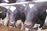 Cattle for milk production(File photo)