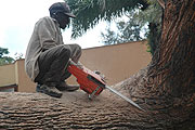 Trees are cut down due to the increased demand for wood (File photo)