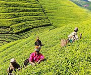 Growers picking tea leaves in an estate (File Photo)