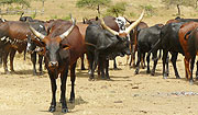 Cross breed cattle donated under the One cow per family program (File photo).