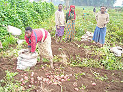 Farmers in Kinigi harvesting products after using using new farm inputs. (Photo: B. Mukombozi)