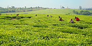 Picking tea leaves from a rwandan estate (File photo).