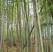 bamboo trees