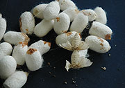 Cocoons for silk products (File Photo)