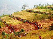 Modern terracing agriculture is the order of the day. (Photo /S. Rwembeho)