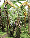 UNDER ATTACK: Banana Bacteria Wilt Disease has attacked the Banana plantations in 17 districts of Rwanda. (Photo/ Internet)