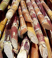 Sugar canes from Kabuye