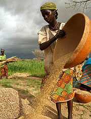 Winnowing millet after it is sun dried removes chaff before grinding.