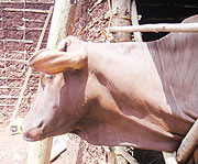 Livestock farmers were urged to practice modern animal husbandry for better yields (File photo).