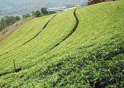 Kitabi tea estate in Nyamagabe District (File photo).