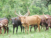 Traditional Ankole cattle are often given as bride price in Rwanda