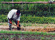 Although subsistance agriculture is practised all over Africa, the global financial crisis has still affected the continent.