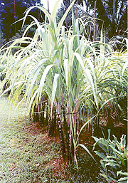Kibuye Sugar Works is seeking more land for sugar plantations. (FIle Photo)