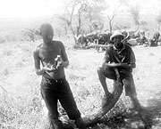 MAKING DO:The New Times cameras caught  some cattle keepers treating their animals  because livestock extension officers were unavailable. (Photo / V. Gafaranga)