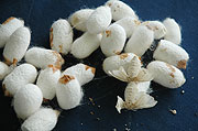 Silk cacoons at UTEXRWA (File photo)