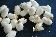 Silk cacoons at UTEXRWA (File photo)