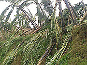 One of the banana plantations that was  brought  down by torrentail rains